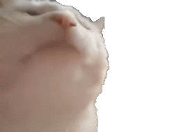 cat.gif.1e68da8833bb6428d1daff6fb11a9947.gif